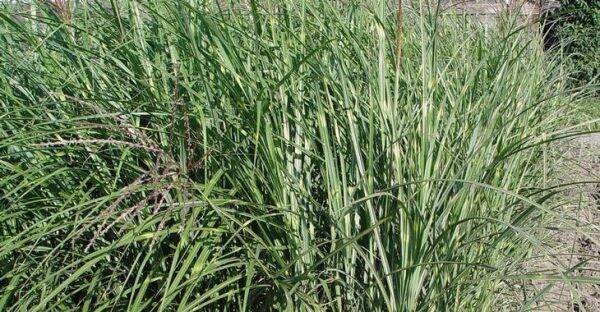 Miscanthus sinensis Punktchen