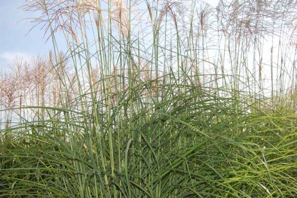 Miscanthus sinensis Professor Richard Hansen