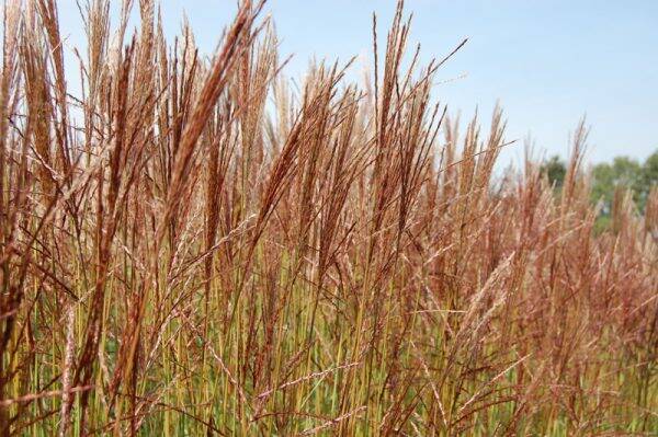 Miscanthus sinensis Roter Pfeil
