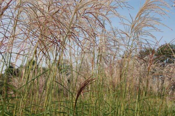 Miscanthus sinensis Rotfeder