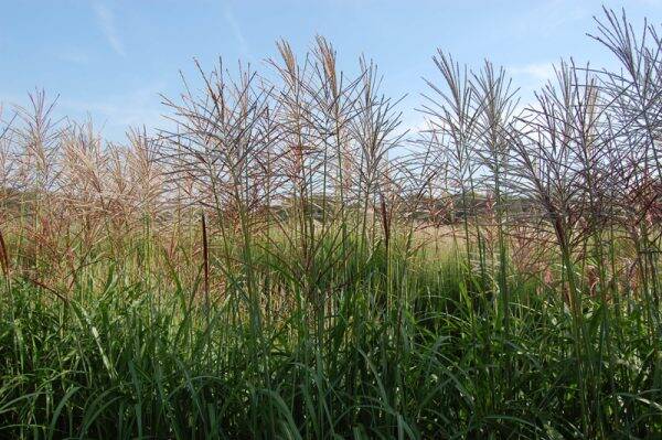 Miscanthus sinensis Rotfuchs