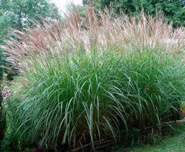 Miscanthus sinensis Sarabande