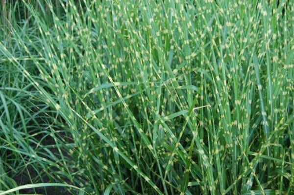 Miscanthus sinensis Strictus