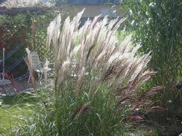Miscanthus sinensis Silberfeder