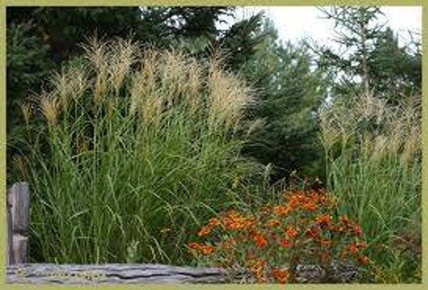 Miscanthus sinensis Sirene