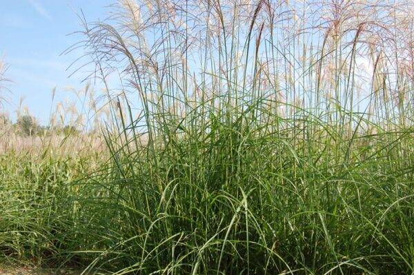 Miscanthus sinensis Undine