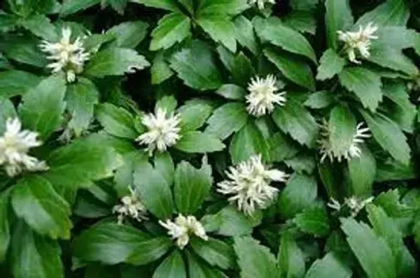 Pachysandra terminalis 'Green Carpet, Pachysandra