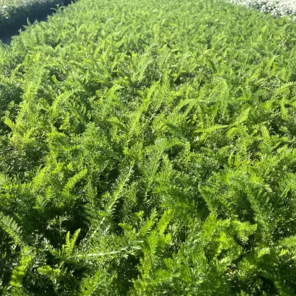 Achillea millefolium ‘White Beauty’ – Witte duizendblad