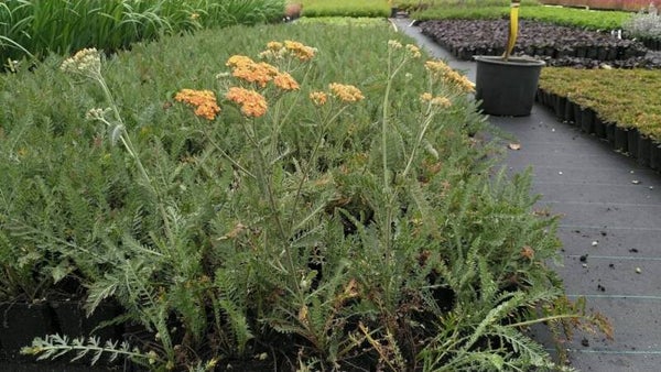 Achillea mil. Terracotta