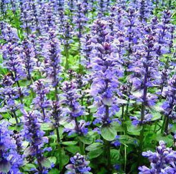 Ajuga reptans Atropurpurea – Kruipend zenegroen