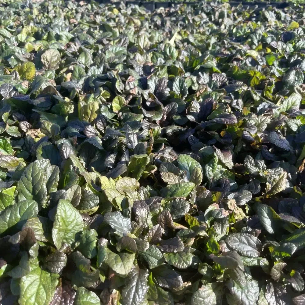 Ajuga Reptans  – Kruipend zenegroen