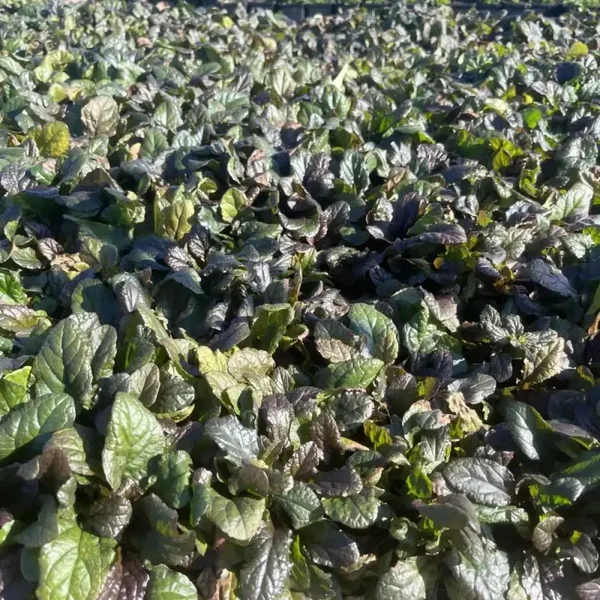 Ajuga Reptans  – Kruipend zenegroen