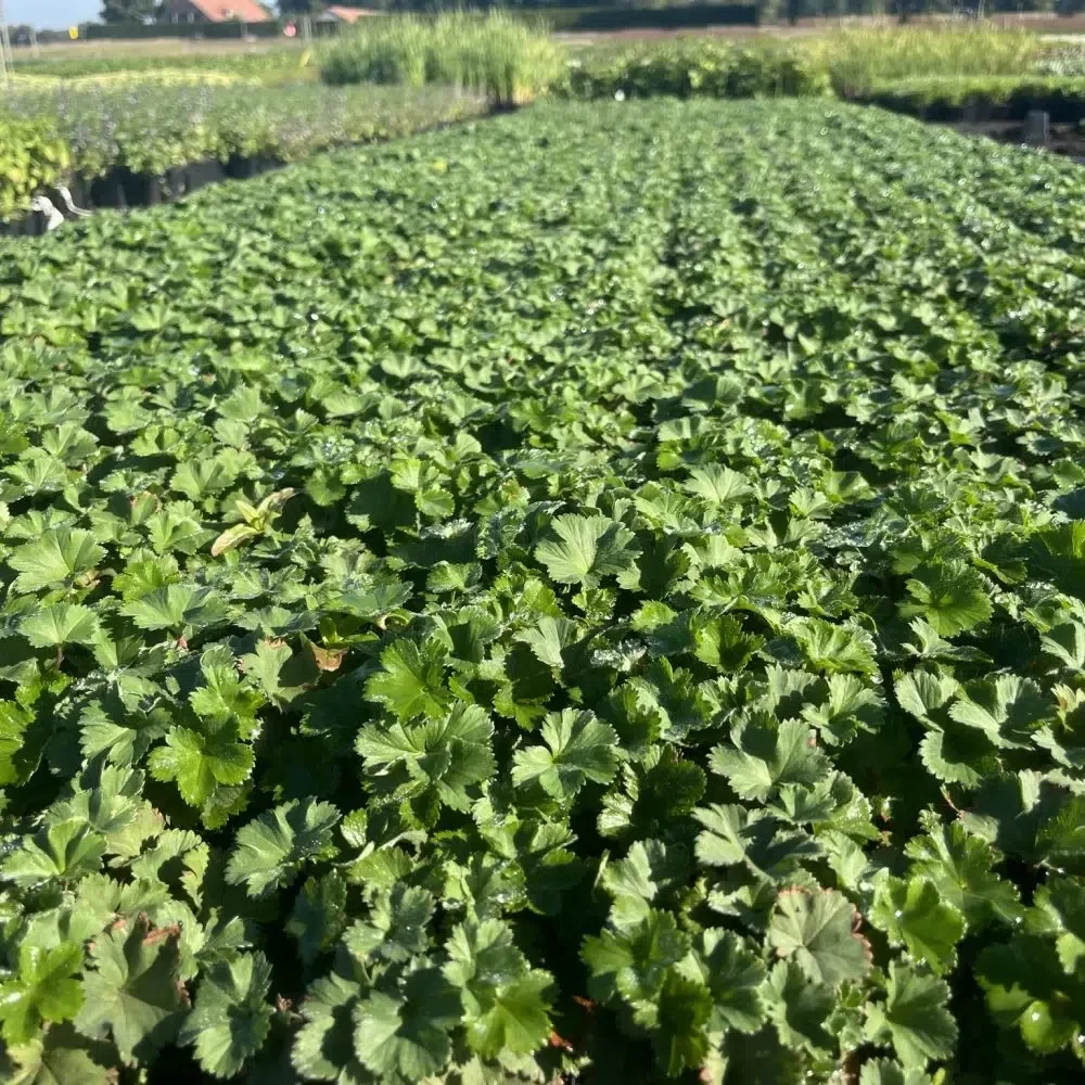 Alchemilla Erythropoda – Kleine vrouwenmantel