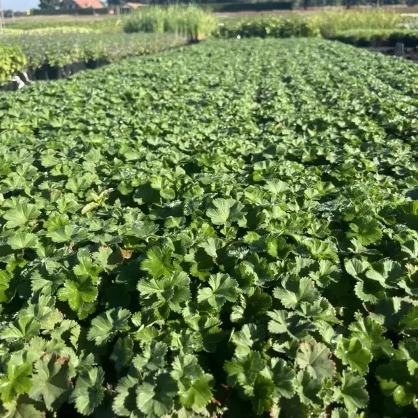 Alchemilla Erythropoda – Kleine vrouwenmantel