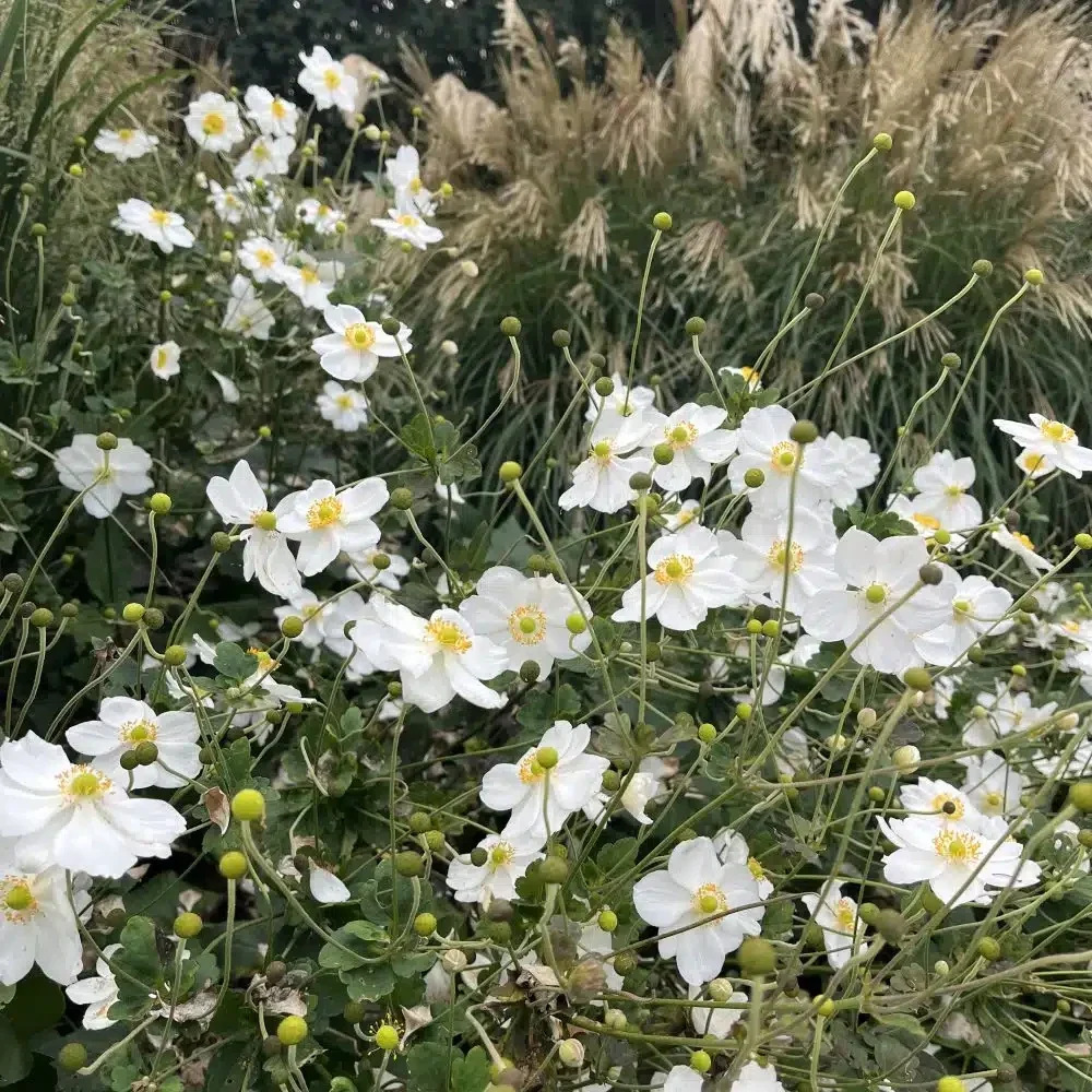 Anemone Honorine Jobert – Witte herfstanemoon