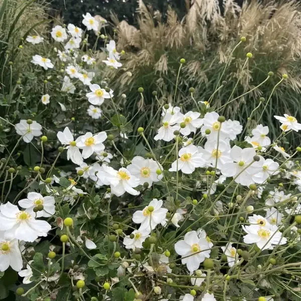Anemone Honorine Jobert – Witte herfstanemoon
