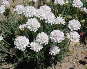 Armeria maritima Alba – wit Engels gras