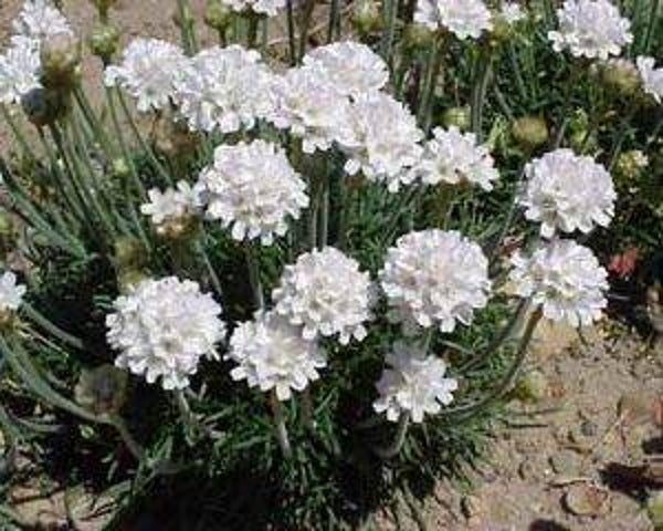 Armeria maritima Alba – wit Engels gras
