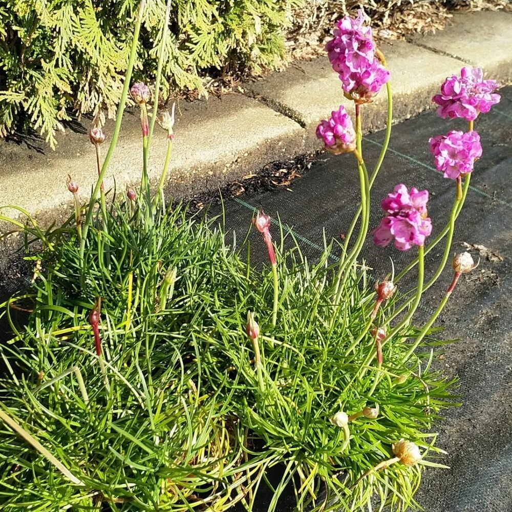 Armeria maritima Splendens – Engels gras