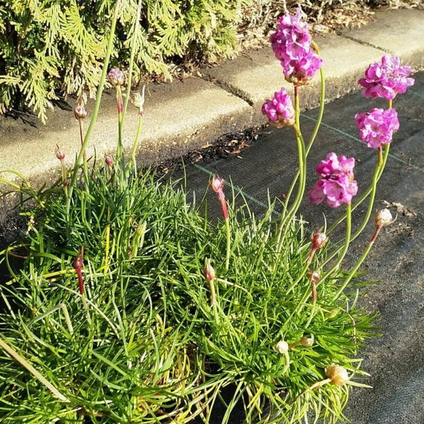 Armeria maritima Splendens – Engels gras