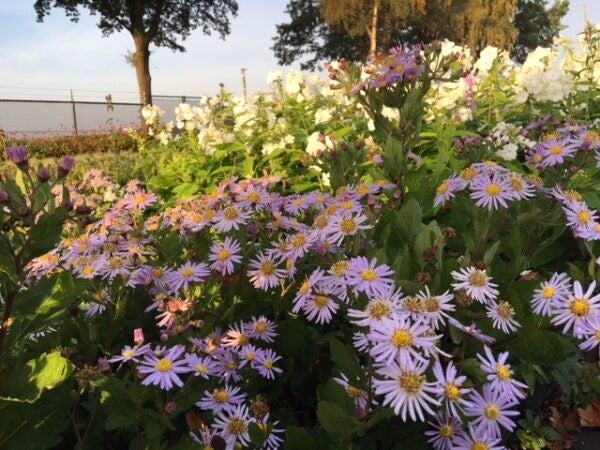 Aster ageratoides Ashvi – witte herfstaster
