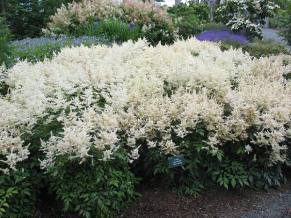 Astilbe j Deutschland