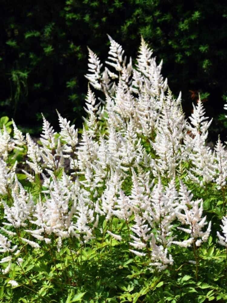 Astilbe arendsii ‘Brautschleier’  – witte pluimspirea