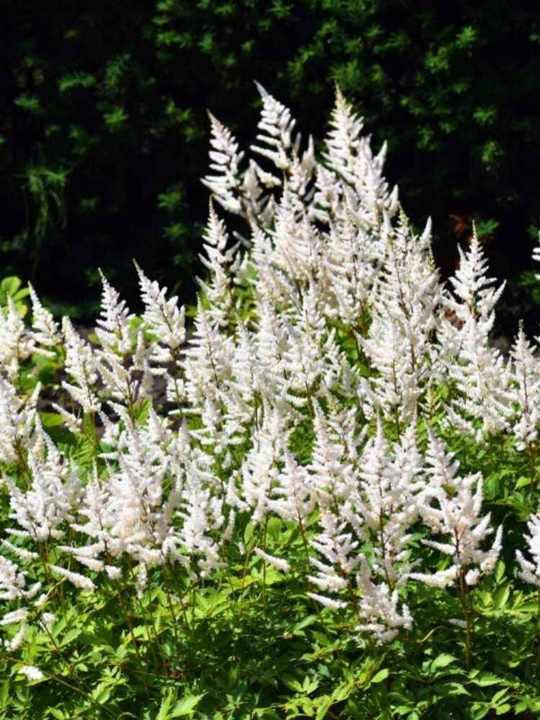 Astilbe arendsii ‘Brautschleier’  – witte pluimspirea