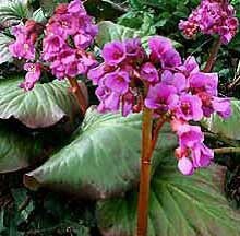 Bergenia cordifolia – Schoenlappersplant
