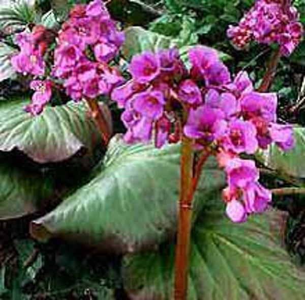 Bergenia cordifolia – Schoenlappersplant