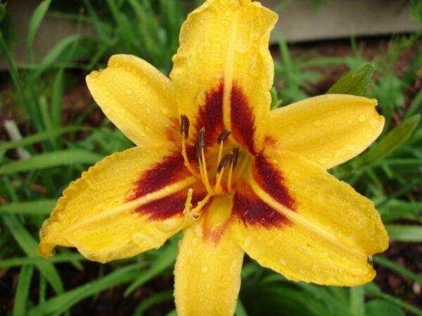 Hemerocallis Bonanza
