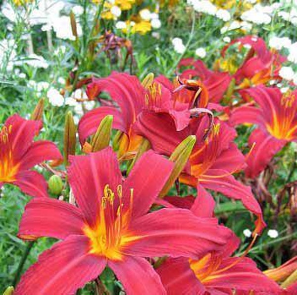 Hemerocallis Sammy Russell
