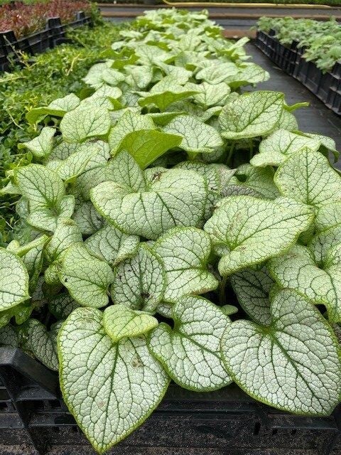 Brunnera macrophylla ‘Jack Frost ‘ – Kaukasisch vergeet-mij-nietje
