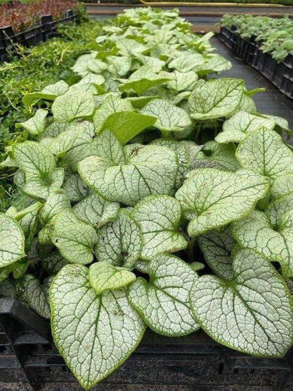 Brunnera macrophylla ‘Jack Frost ‘ – Kaukasisch vergeet-mij-nietje