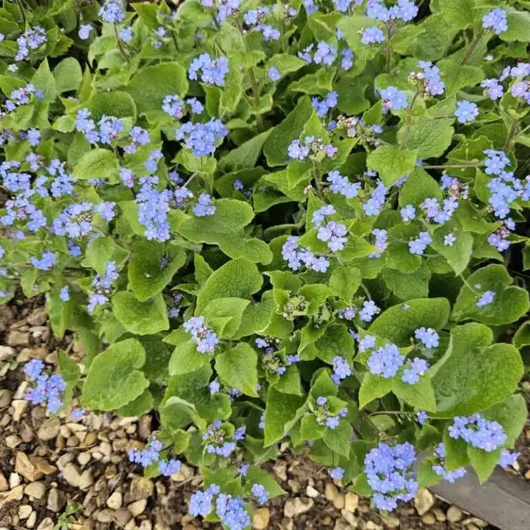 Brunnera Macrophylla – Kaukasisch vergeet-mij-nietje