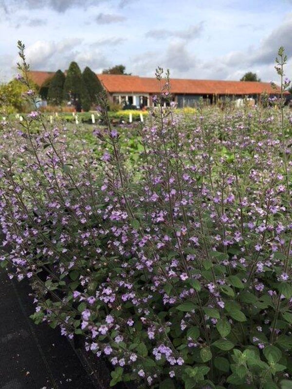 Calamintha nepeta Blue Cloud – Bergsteentijm