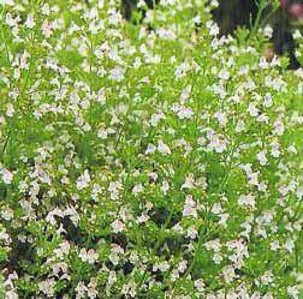 Calamintha n. nepeta – Bergsteentijm