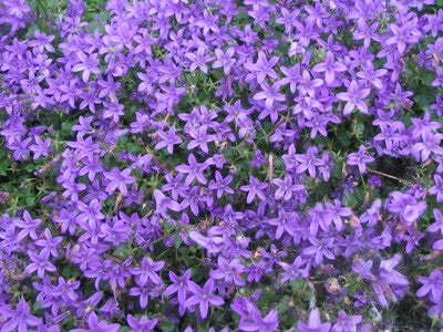 Campanula portenschlagiana – Dalmatiëklokje