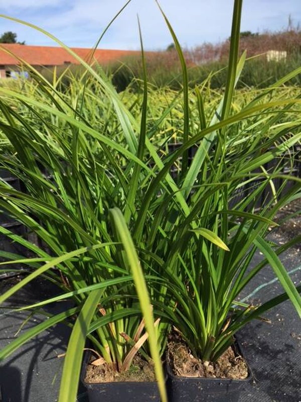 Carex morrowii