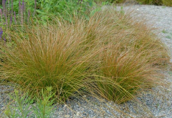 Carex testacea