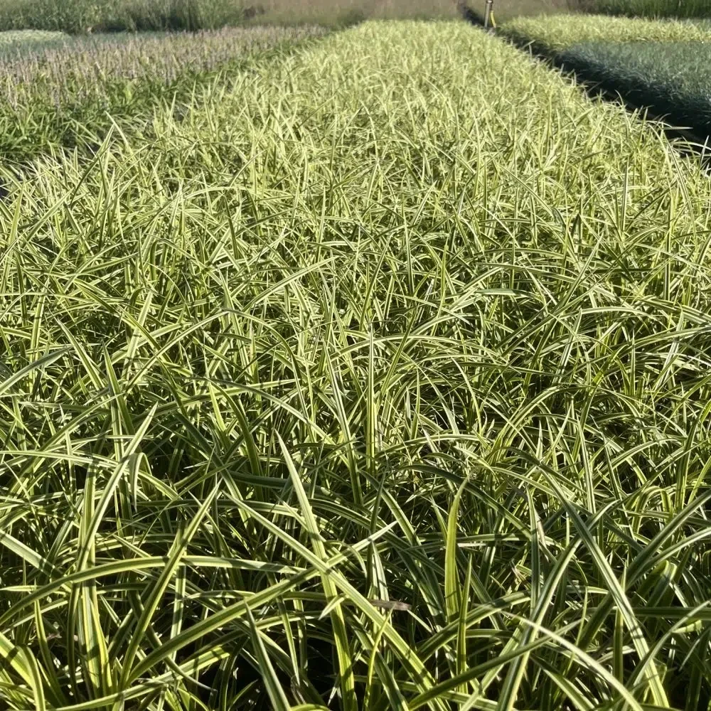 Carex morrowii ‘Goldband’