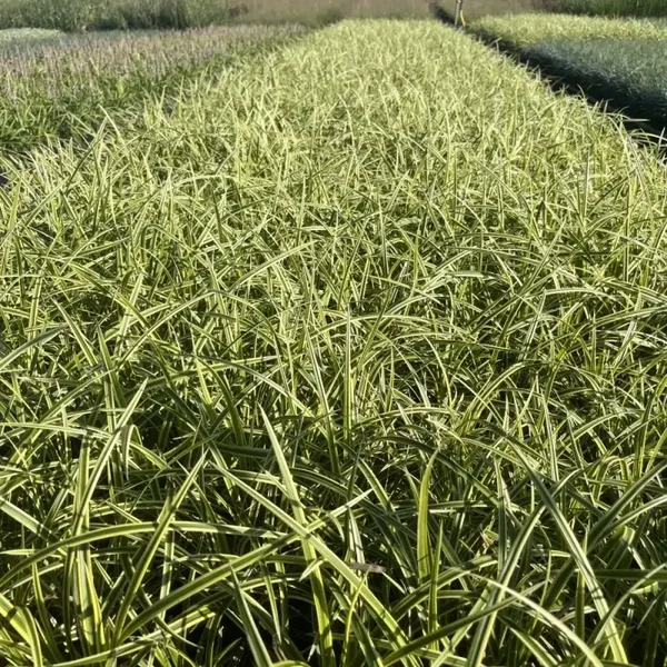 Carex morrowii ‘Goldband’