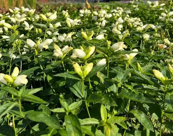 Chelone obliqua ‘Alba’