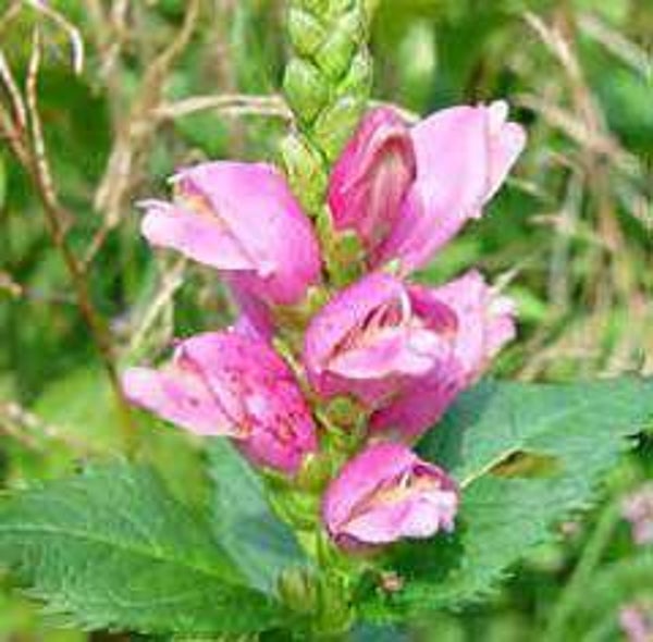 Chelone obliqua  – Schildpadbloem