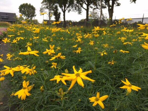 Coreopsis verticillata Grandiflora