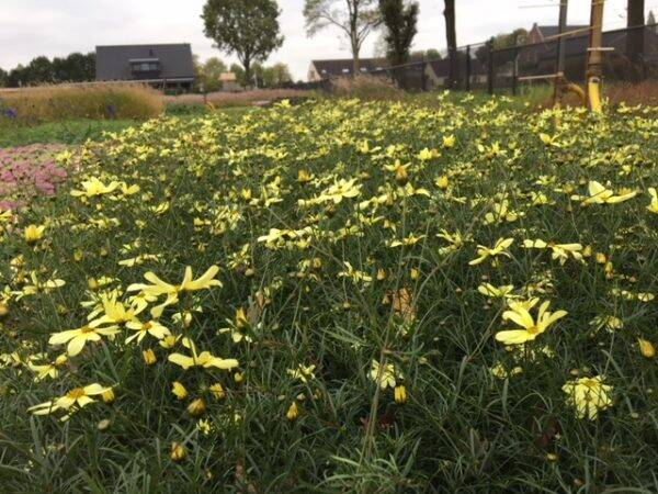Coreopsis verticillata Moonbeam