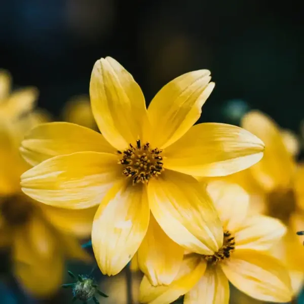 Coreopsis verticillata ‘Zagreb’