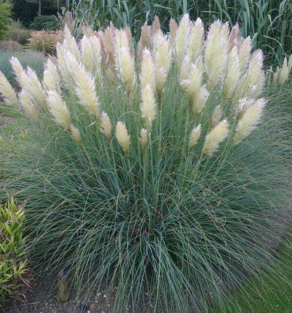 Cortaderia selloana Pumila