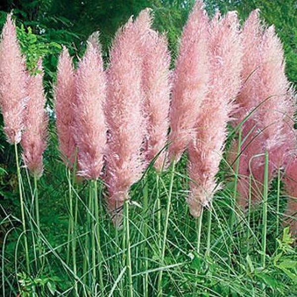Cortaderia Selloana Rose Plume