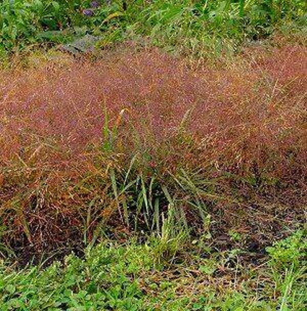 Eragrostris spectabilis